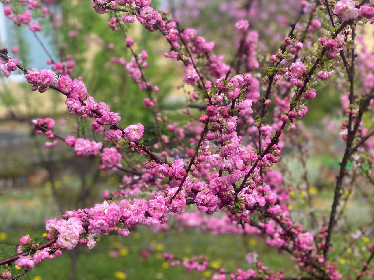 Гостиница Золотой дракон Благовещенск-57