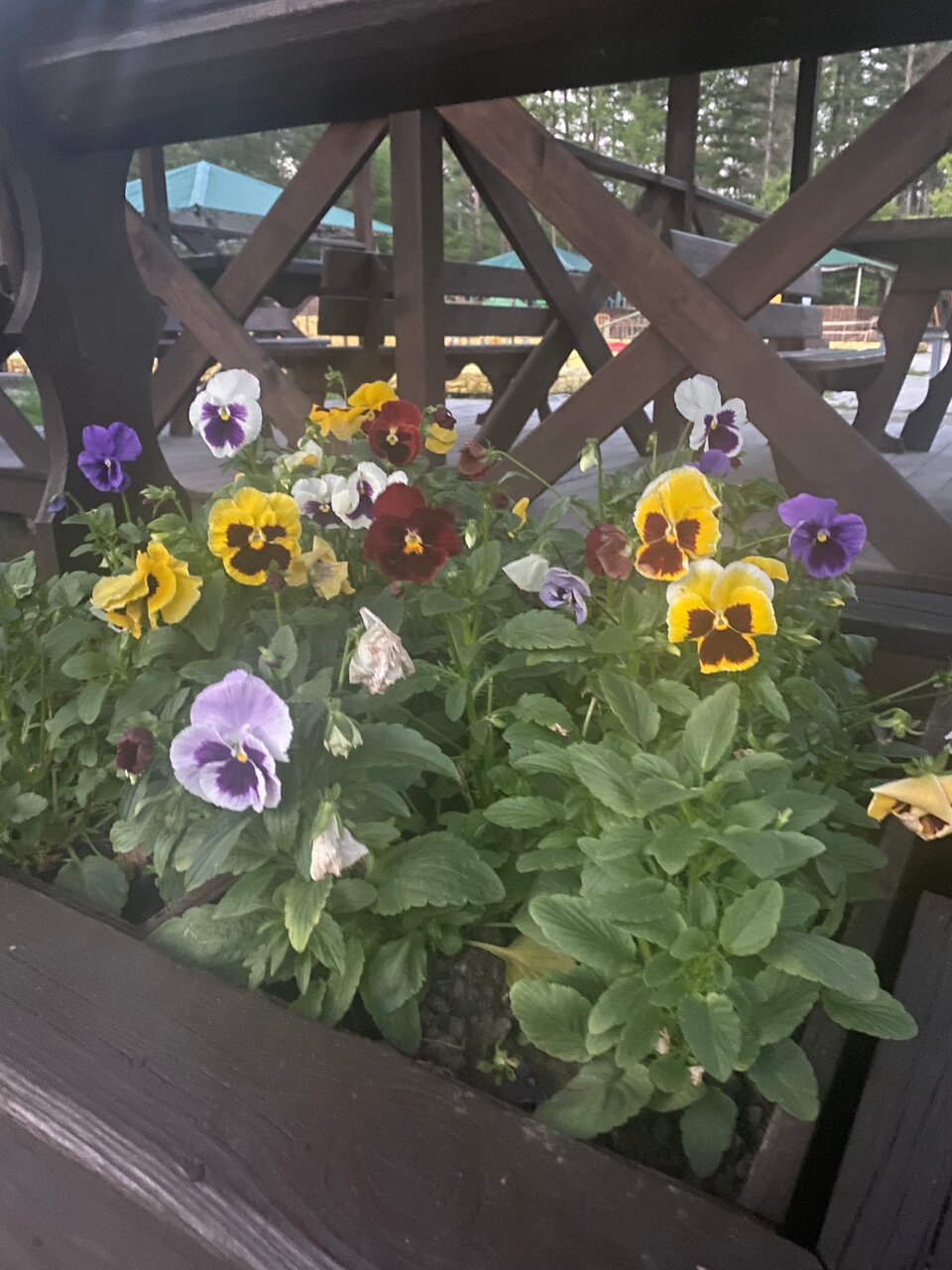 Гостиница Золотой дракон Благовещенск-69