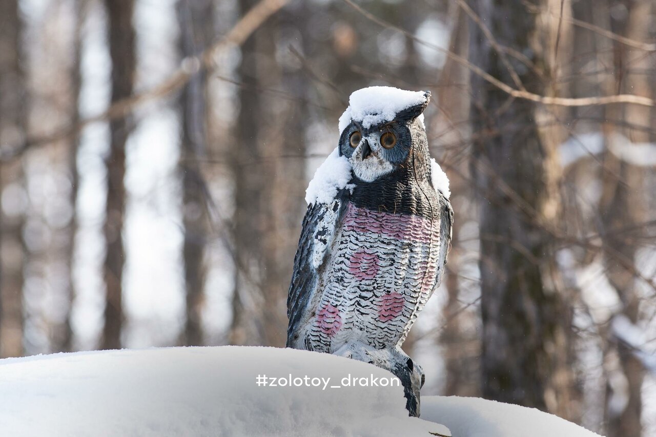 Гостиница Золотой дракон Благовещенск-113