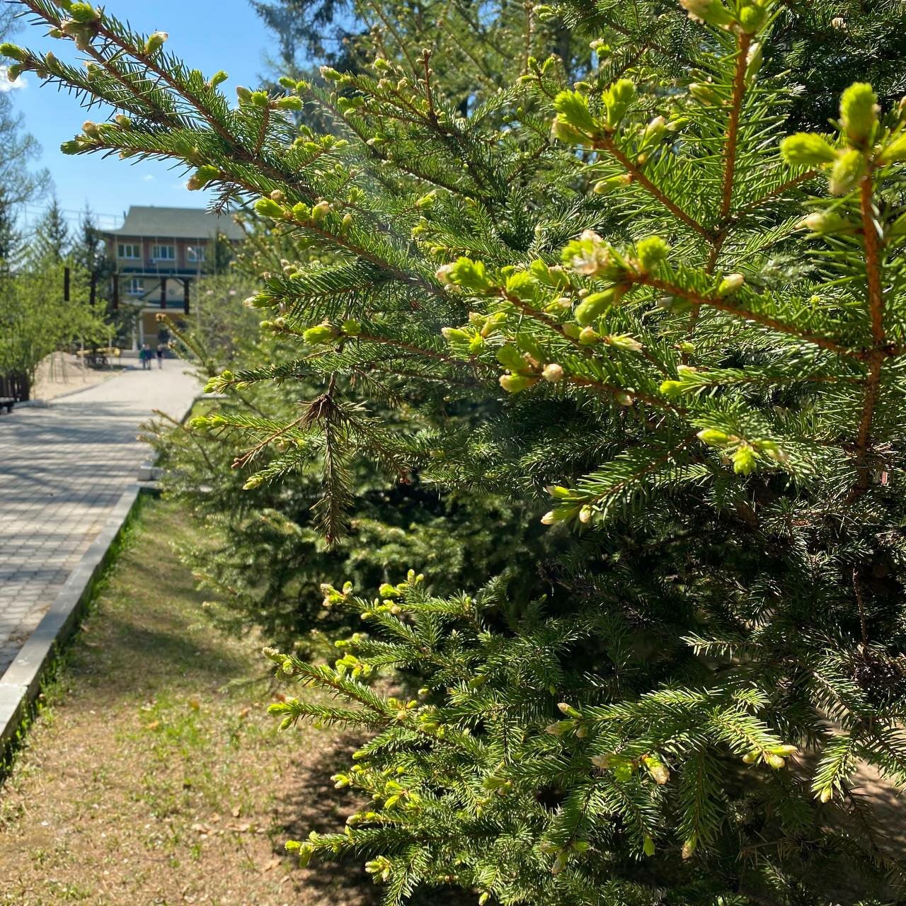 Гостиница Золотой дракон Благовещенск-36