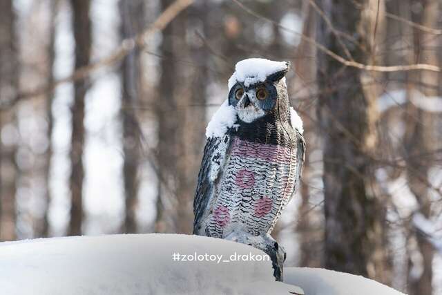 Гостиница Золотой дракон Благовещенск-112